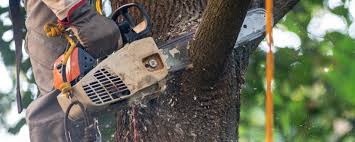  , USA Tree Services Pros